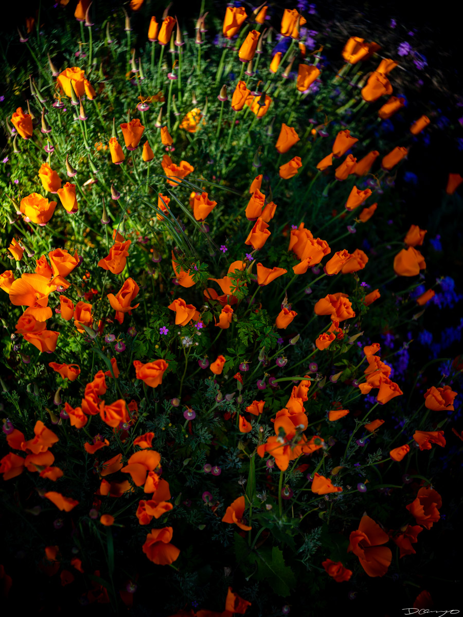 Pretty things that I wanted to take pictures of around Berkeley in 2023.